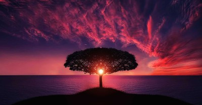 11714-gorgeous-sunrise-through-single-tree-pexels-p