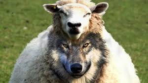 wolf-in-sheeps